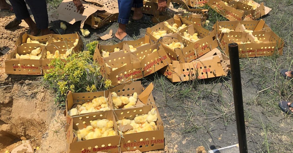 भारतबाट ल्याइएका चौधसय कुखुराका चल्ला खाल्डोमा गाडियो