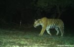 कञ्चनपुरमा बाघको आक्रमणबाट महिला घाइते