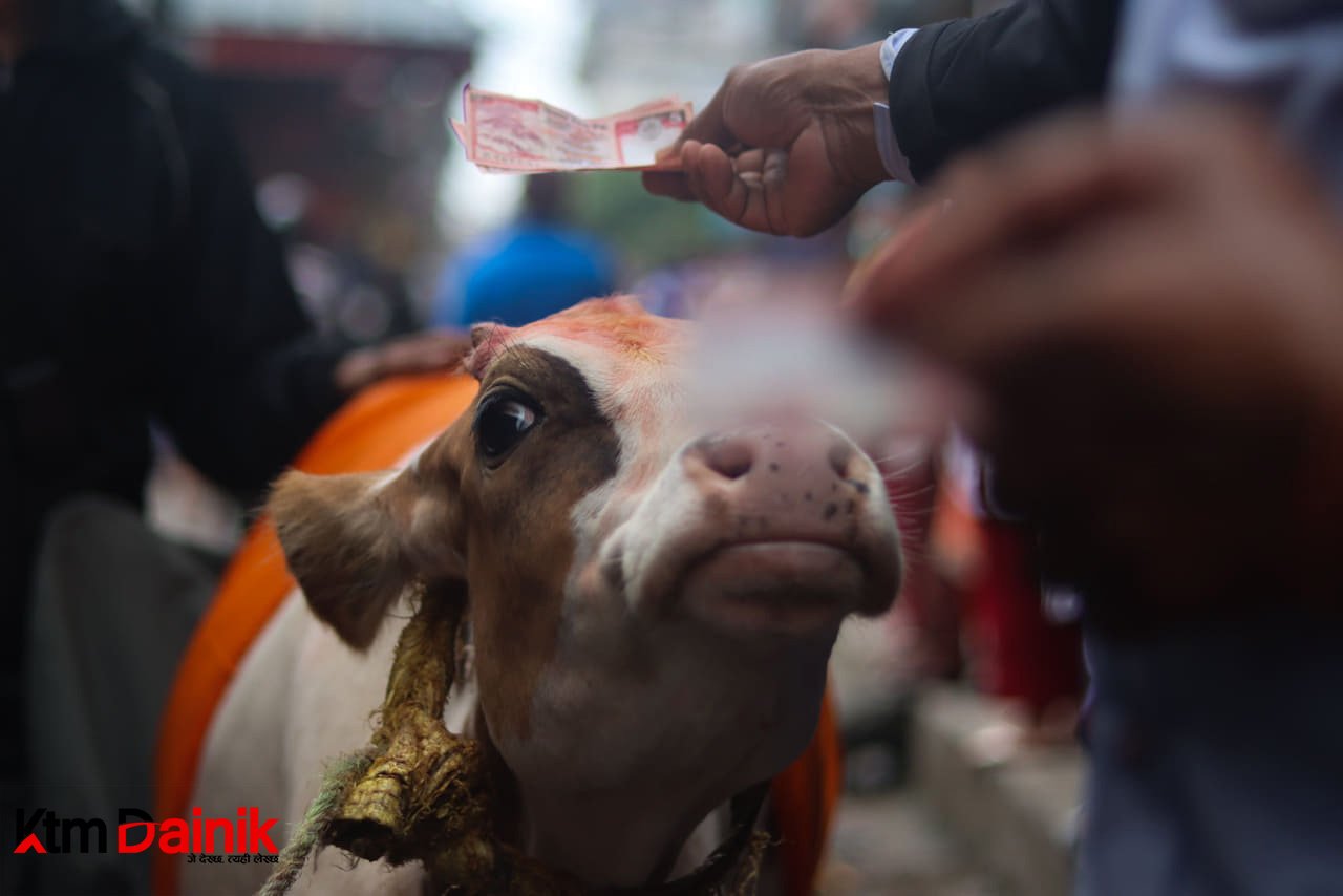 आज गाईजात्रा, विभिन्न कार्यक्रम गरी मनाइँदै