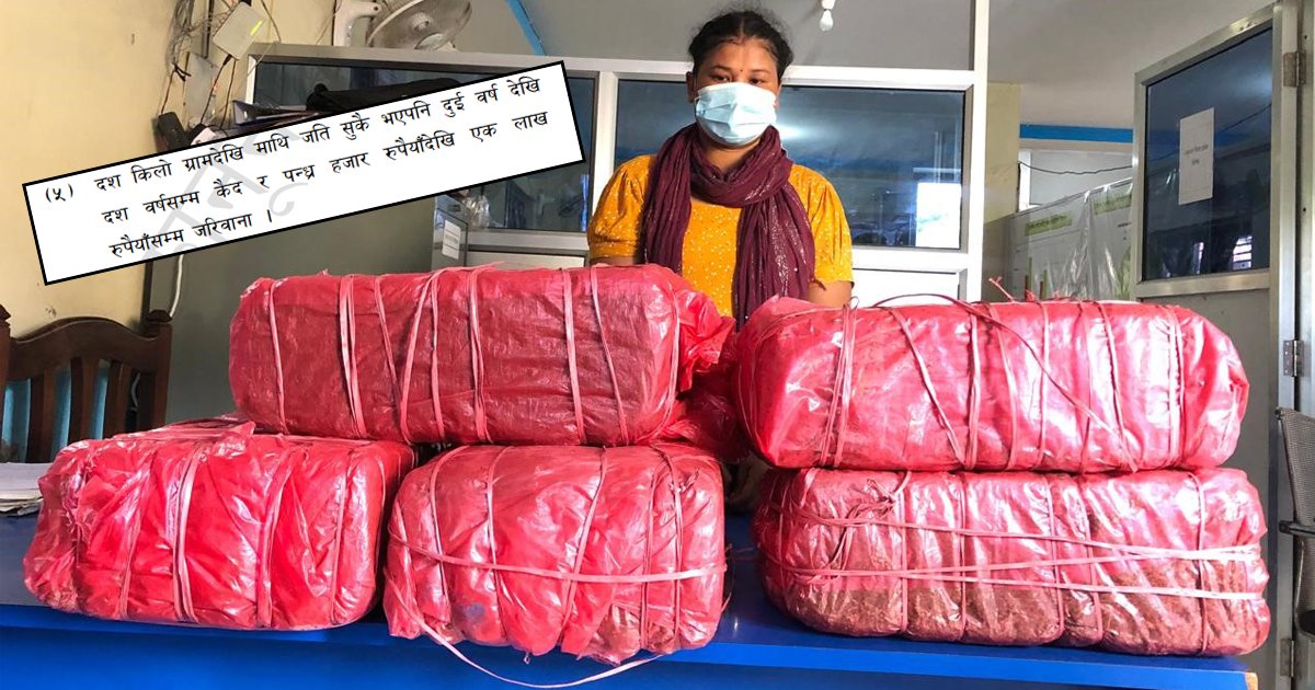 बक्स प्लङभित्र लुकाएको ५० किलो गाँजा ठोरीबाट बरामद
