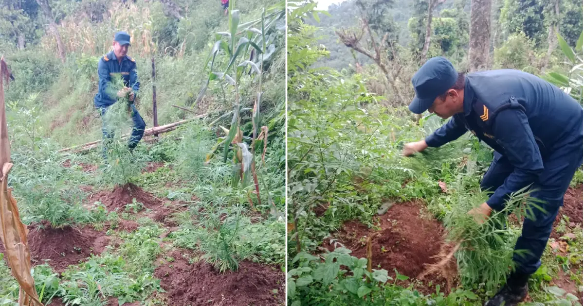 भोजपुरको हतुवागढीमा प्रहरीले नष्ट गर्‍यो गाँजाका बोट