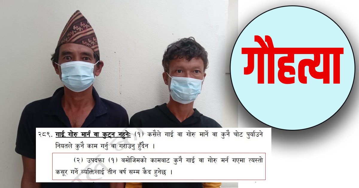 गाई काटेर मारेको आरोपमा दुई व्यक्ति थुनामा