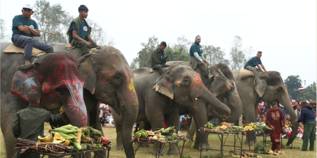 सौराहामा पुस ११ देखि हात्ती तथा पर्यटन महोत्सव हुने
