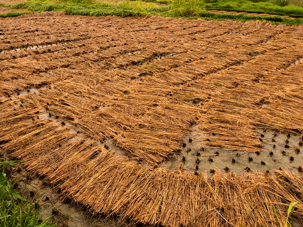 वर्षाका कारण धान भित्र्याउन किसानलाई समस्या