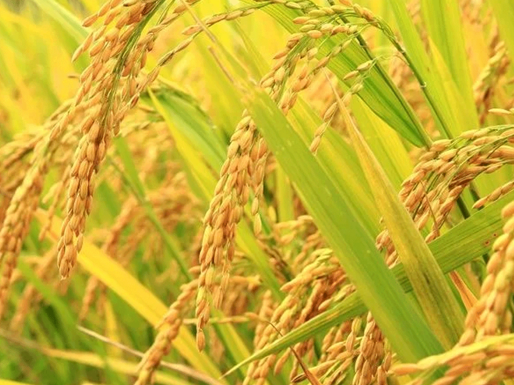 कैलालीमा धान उत्पादन घट्यो