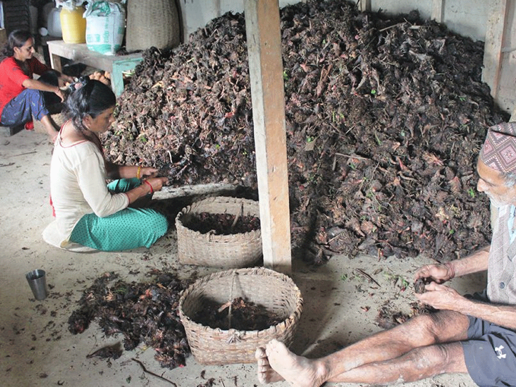 अलैँचीको मूल्य प्रतिमन एक लाख नाघ्यो