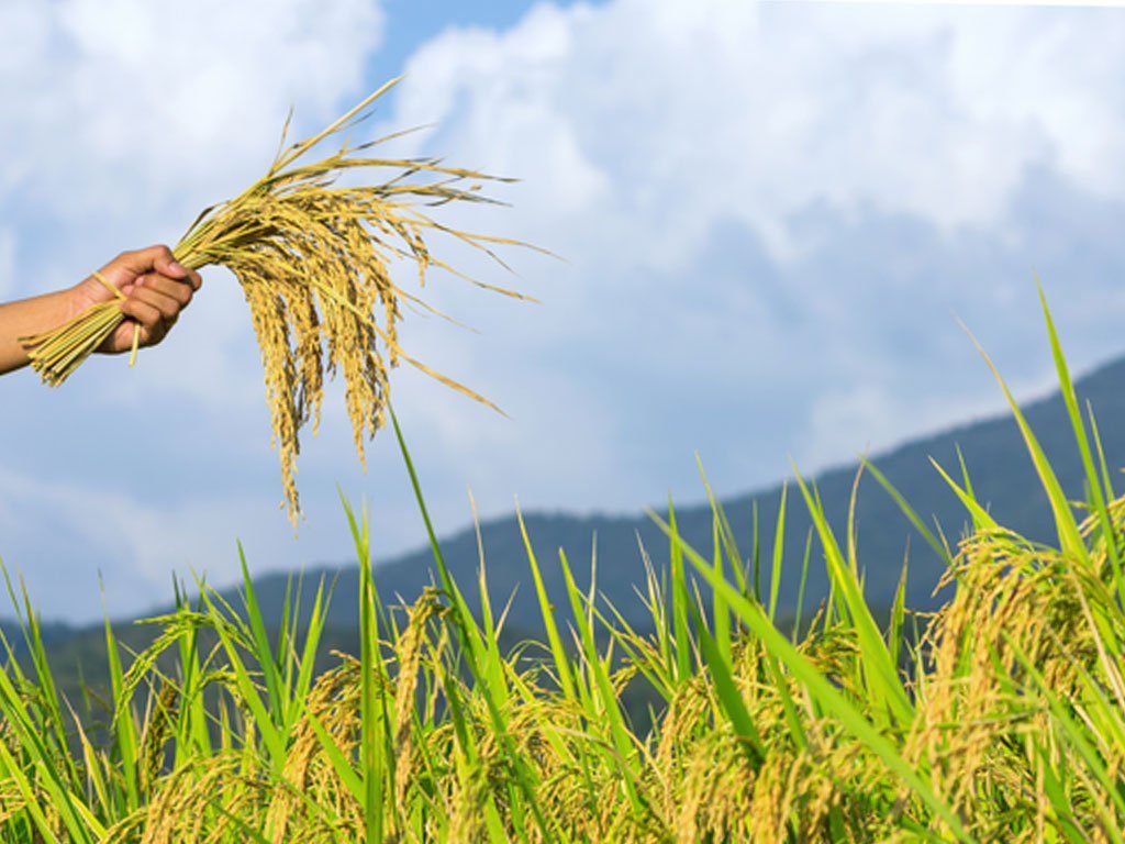 नवलपुरमा धान उत्पादनमा वृद्धि