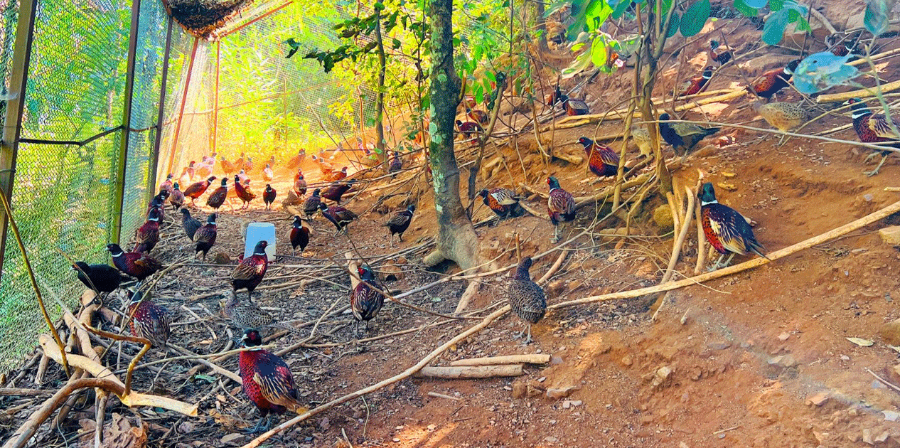चुडामणि कँडेलको चरा पाल्ने रहर : वनकुखुरा पालनमा ५० लाख लगानी