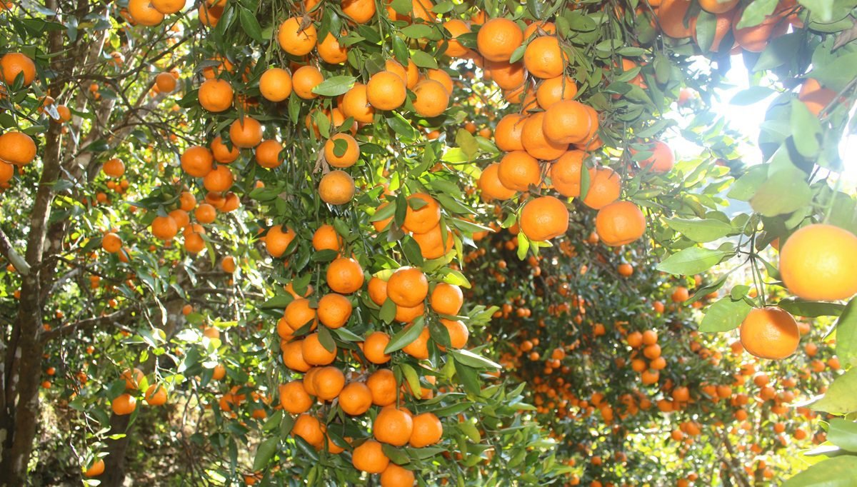 मुग्लिनमा आजदेखि सुन्तला महोत्सव