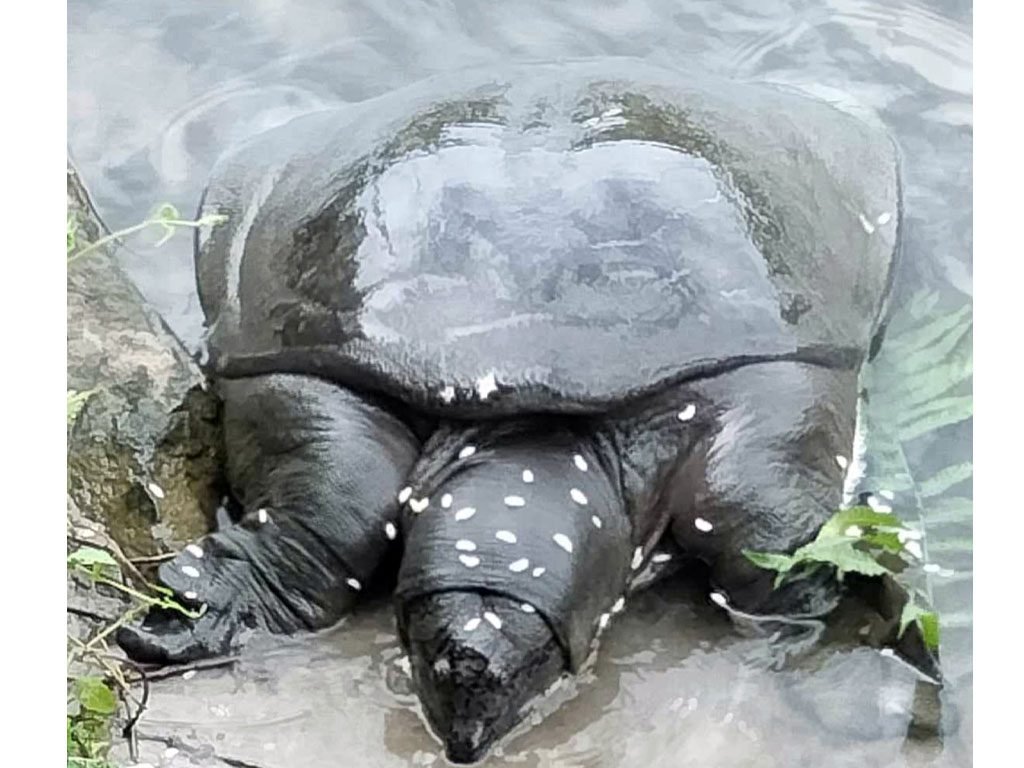 दुर्लभ प्रजातिका दुई वटा कछुवाको उद्धार