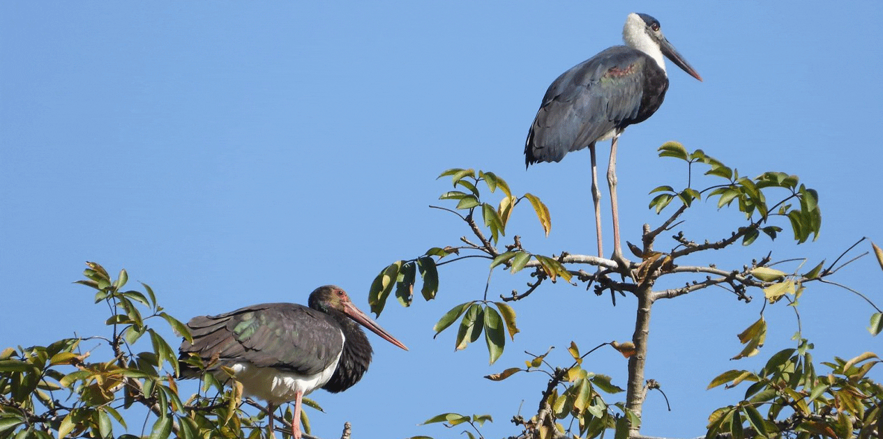 गुल्मीमा ३५५ प्रजातिका चरा