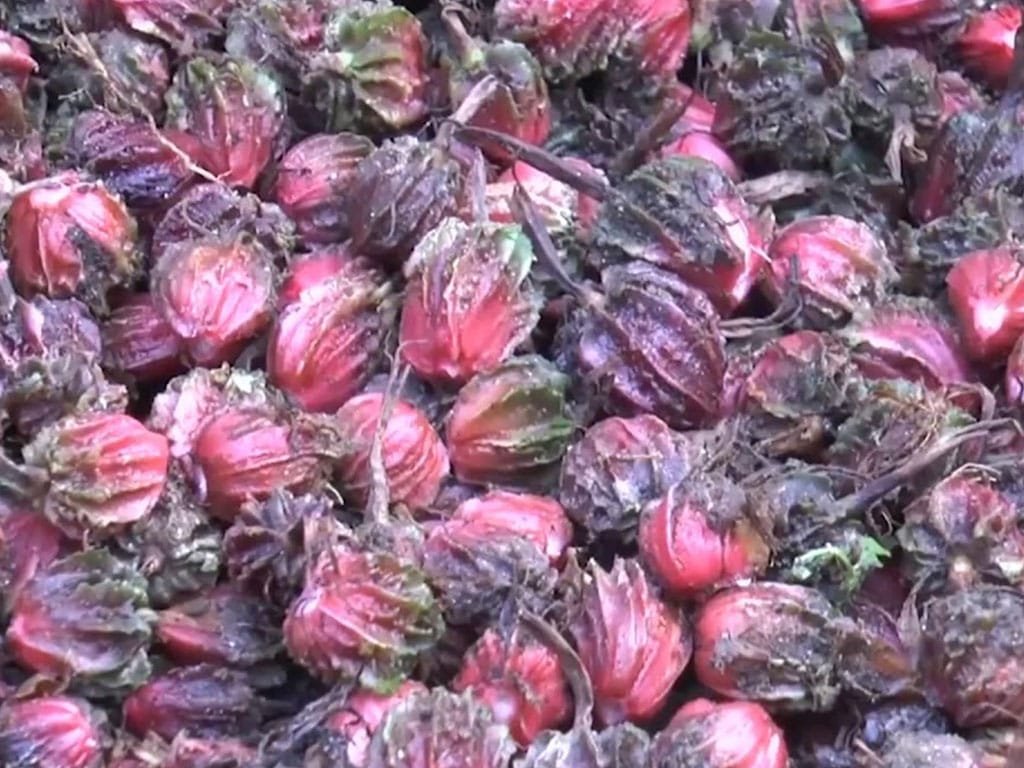 अलैँचीको निर्यात ६० प्रतिशतले बढ्यो