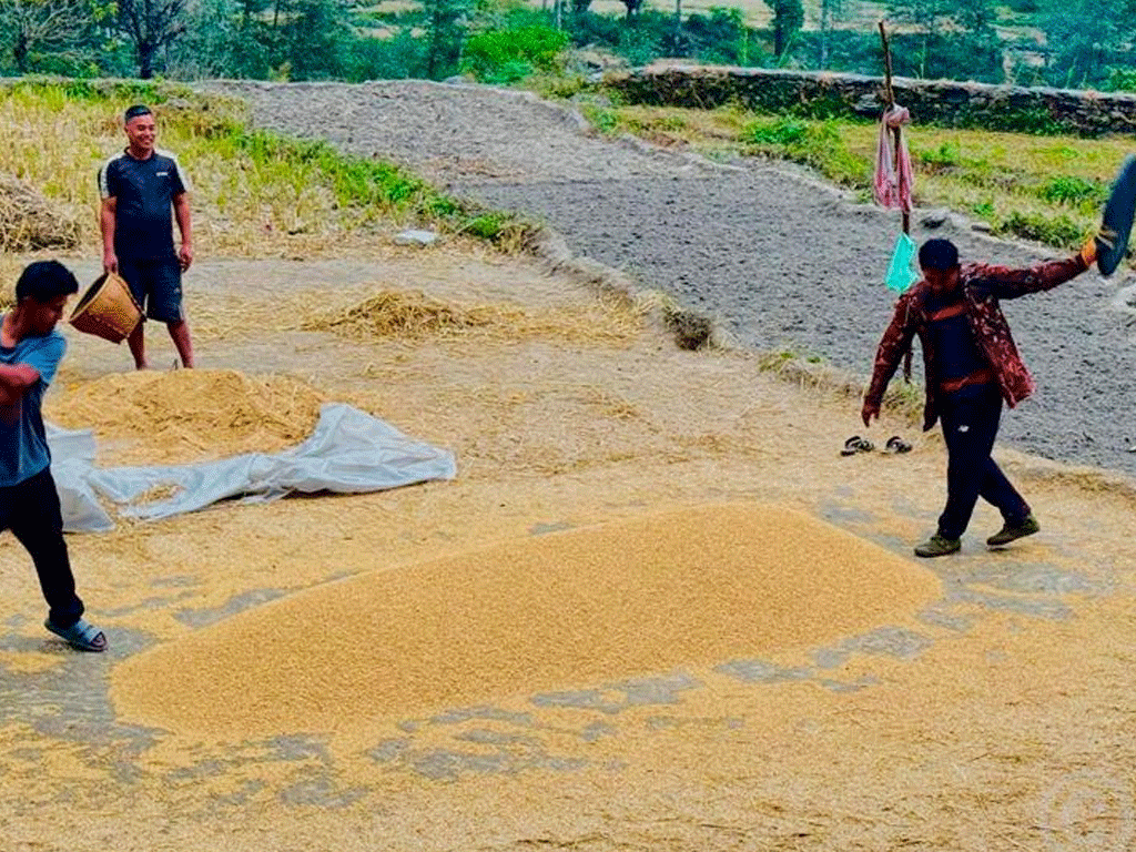 रौतहटमा धान उत्पादन घट्यो