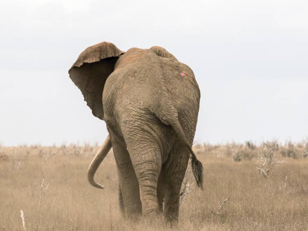 त्रियुगा क्षेत्रका १२ घरमा हात्तीद्वारा क्षति