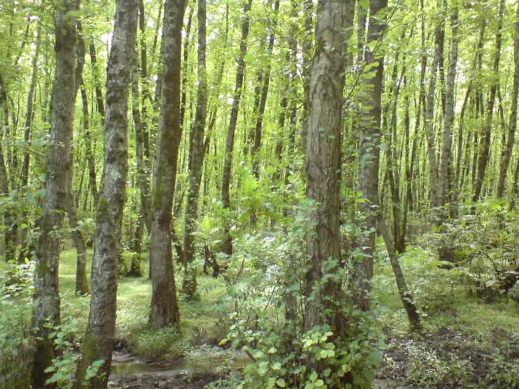 मधेसमा रोकिएन वन अतिक्रमण, फिर्ता ल्याउन अझै सकस