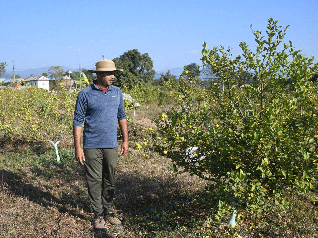 व्यावसायिक कागती खेतीमा व्यस्त सिभिल इन्जिनियर लोहनी