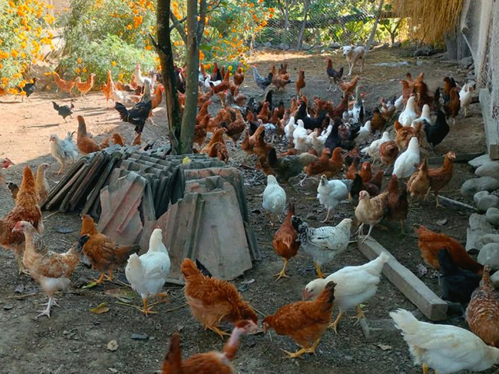 कुखुरा फार्ममा ‘फाउल पोक्स’को संक्रमण