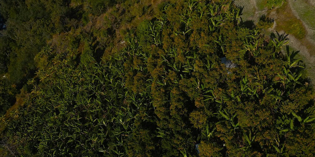 बिलाउनीको झाडी फाडेर सुन्तला बगान