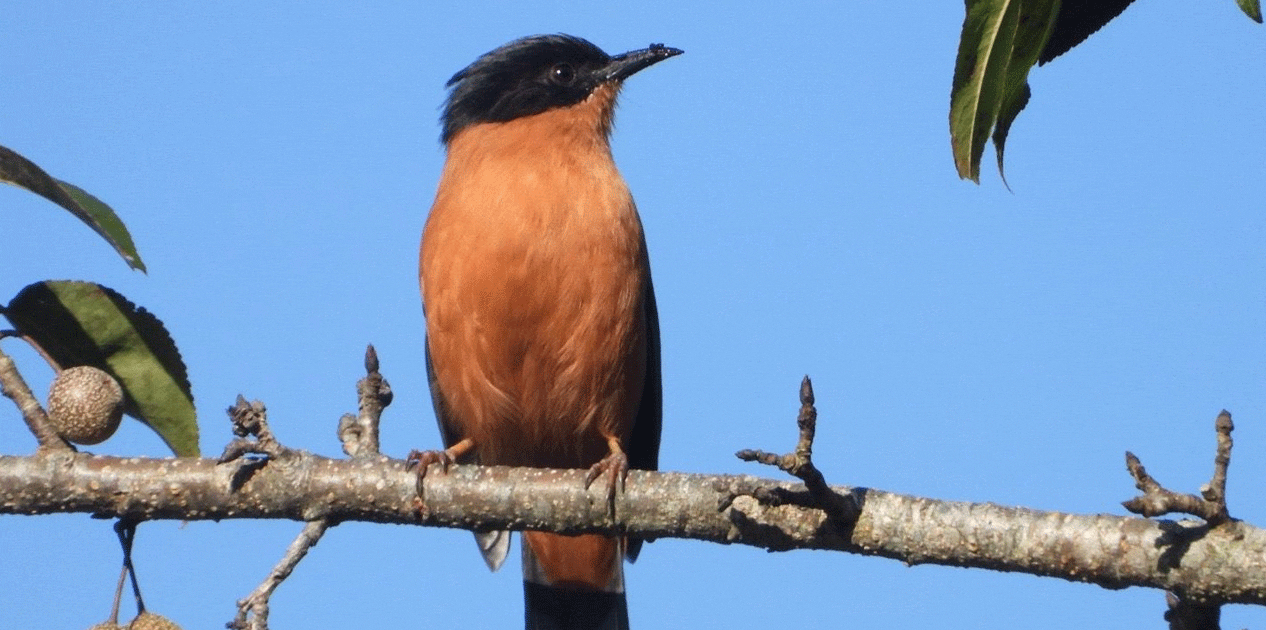 गुल्मीमा चरा प्रजातिको संख्या ३५५ पुग्यो