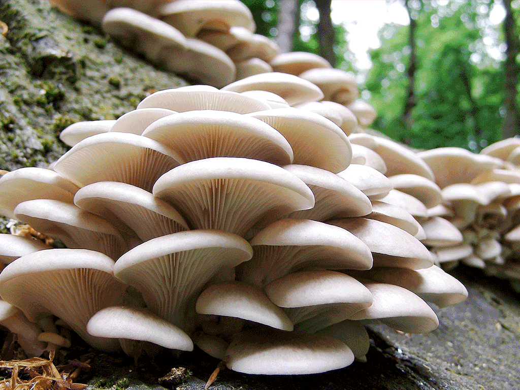 गोरखामा च्याउ खाँदा एकै घरका चार जना बिरामी