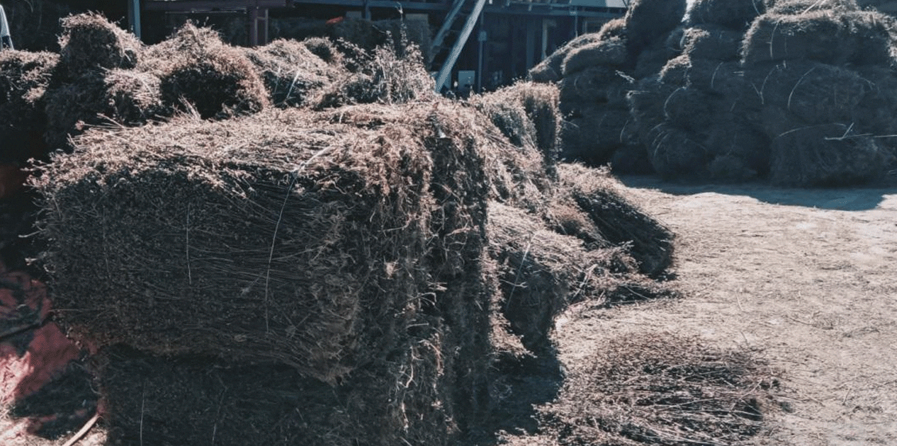 चिराइतोको मूल्यमा गिरावट आउँदा भोजपुरका किसान चिन्तित