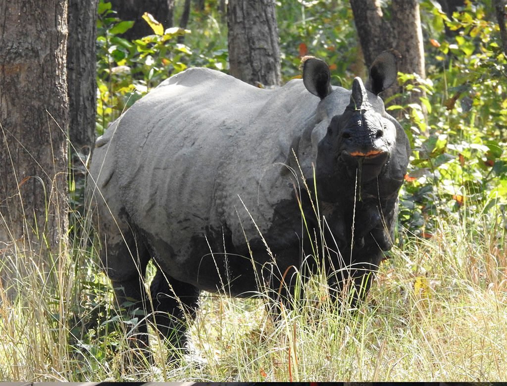 गैँडाको आक्रमणबाट चितवनमा एक जनाको मृत्यु
