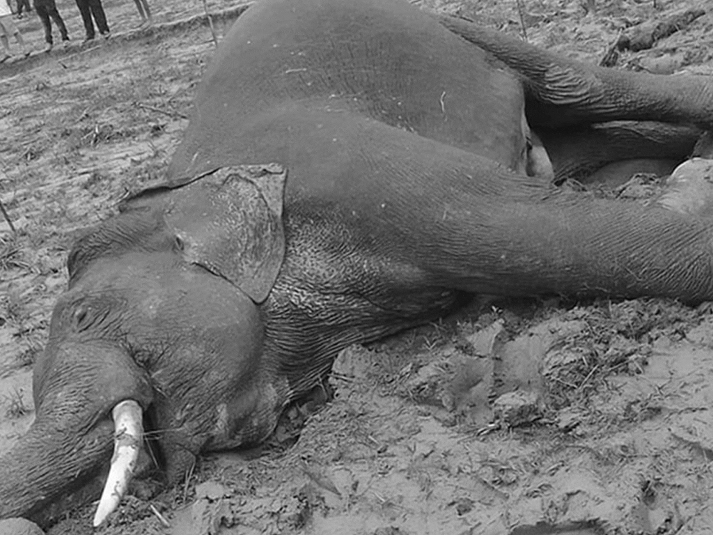 झापामा जंगली हात्ती मृत फेला