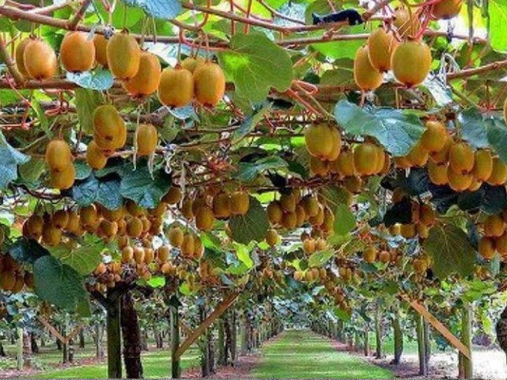 भार्सेका कृषक व्यावसायिक किबीखेतीतर्फ आकर्षित