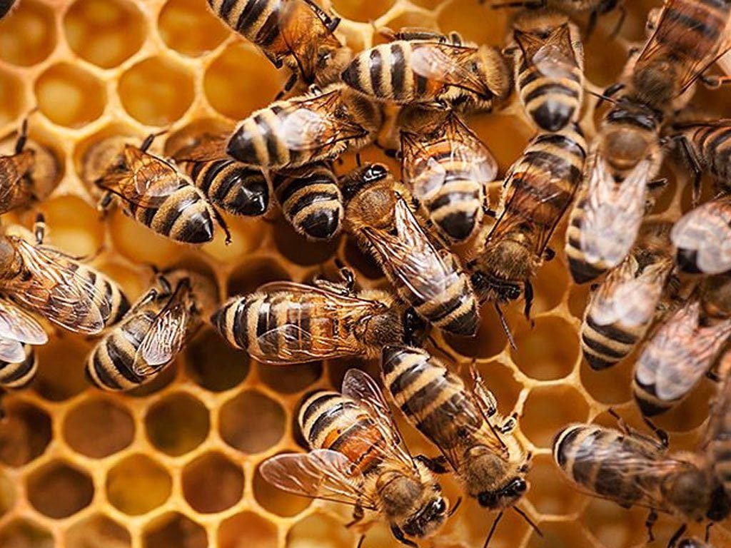 बाँकेमा चिसोले मर्न थाले मौरी