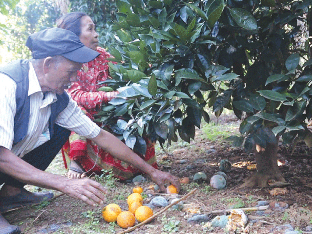 टिप्ने बेलाको सुन्तलामा कीरा लागेपछि कृषक चिन्तित